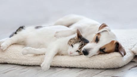 Cats and dogs are evolving to look alike, and it’s all humans’ fault