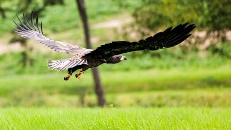Tiere: Drei Seeadler-Paare in Hamburg heimisch - gute Bedingungen