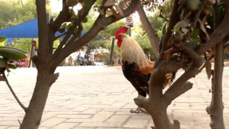Torrevieja, aún sin solución para retirar las 700 gallinas que han invadido la ciudad: "Ya son un símbolo"