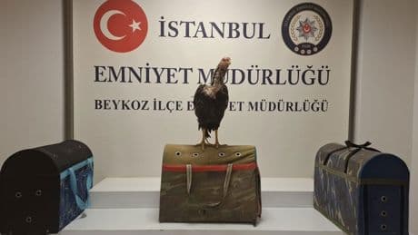 Metruk binaya horoz dövüşü baskını! 21 kişiye 194 bin lira ceza uygulandı