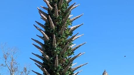 Time running out to see magnificent plant in flower in Galloway