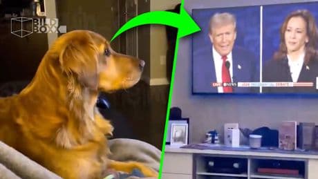 „Sie essen die Hunde!“ - Wenn Hunde auf Trump reagieren