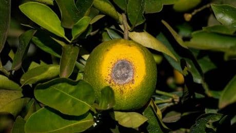 Au Brésil, la production d’oranges menacée par la maladie du dragon jaune et la sécheresse