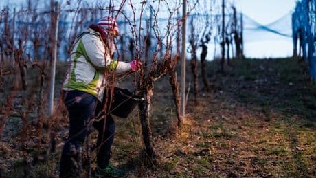Vendanges en Champagne : une enquête ouverte pour « travail dissimulé » et « habitat indigne » après la fermeture de deux hôtels surpeuplés