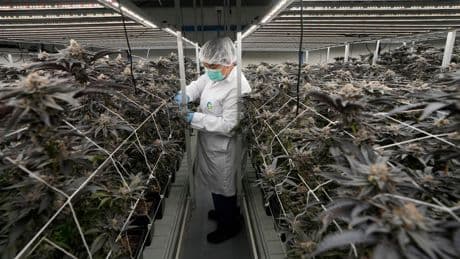Thailand takes further step to tighten control on sales of cannabis