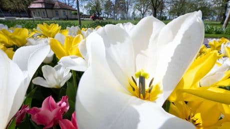 Veranstaltungen: Termin für die Landesgartenschau in Wittenberg wackelt