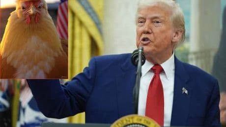 Trump si infuria per il soprannome "Taco", ed è subito meme: ecco i più virali