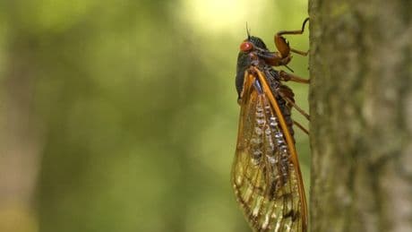 Where billions of cicadas are about to emerge, in one map