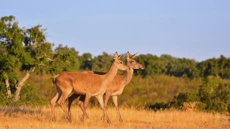 De los créditos de carbono a los de naturaleza: qué son y cómo funcionarán