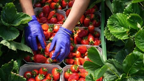 Die leckere Beere lange genießen - So werden Erdbeeren länger haltbar