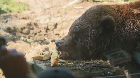 Saskatoon Forestry Farm Park and Zoo celebrates their bears’ birthdays
