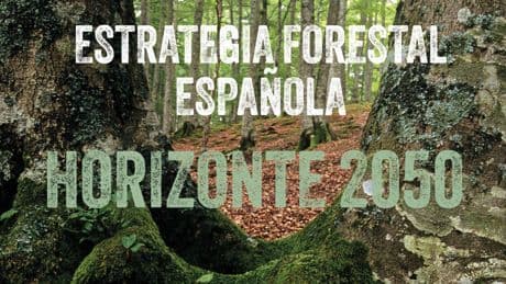 El relato climático de Sánchez se contradice con el plan forestal del Gobierno: el problema es la falta de gestión