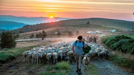 En Lozère, la transhumance des brebis menacée par le loup