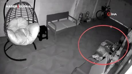 Marmaris'teki 5.8'lik depremi hisseden kediler korkudan havaya uçtu