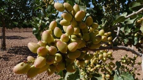 Investigadores españoles consiguen secuenciar el genoma del pistacho