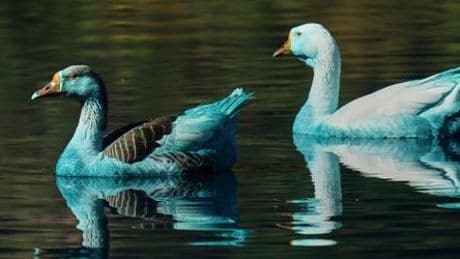 Brasilien: Blaue Enten und tote Fische nach Chemieunfall