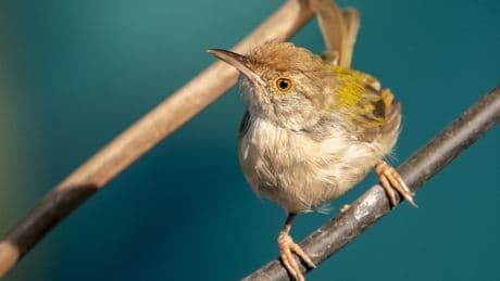 How does this bird know how to sew?