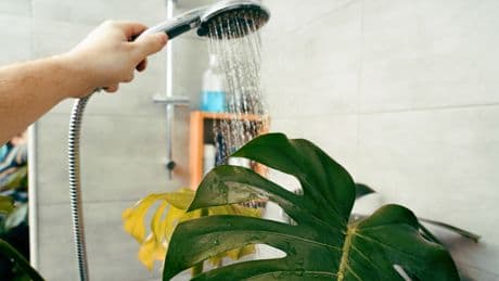 Deshalb ist es wichtig, Ihre Zimmerpflanzen regelmäßig in die Dusche zu stellen
