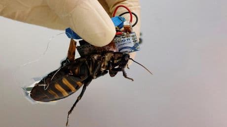 De abejas cíborgs a drones mosquitos: así se fija China en los insectos para ser imparable en el campo de batalla