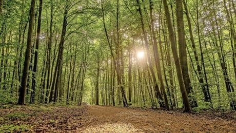 Trotz zehn Wochen Trockenheit sind Bäume und Pflanzen noch nicht verloren