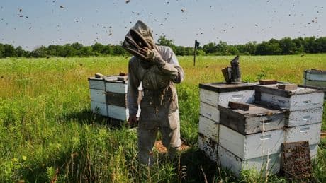 Bees have some ways to cope with a warming Earth, but researchers fear for their future