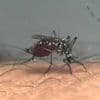 Plus de 2000 cas de dengue et de chikungunya recensés en métropole depuis le début de l’année