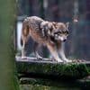 Schutzstatus abgesenkt: EU-Parlament erlaubt mehr Wolf-Abschüsse