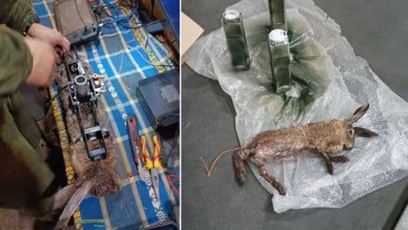 Explosives hidden in animal carcasses used in new warfare tactic in Ukraine