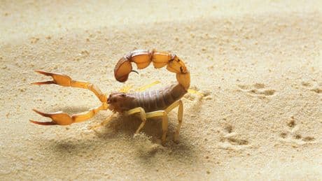Nein, weder Mücke noch Wespe: Experte warnt vor diesem Stich