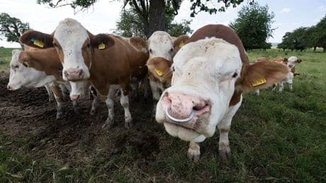 KUHrioser Diebstahl - 30.000 Euro weg! Bullensperma aus Kuhstall geklaut