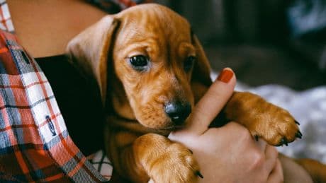 Der erste Hund: Diese fünf Dinge müssen beachtet werden
