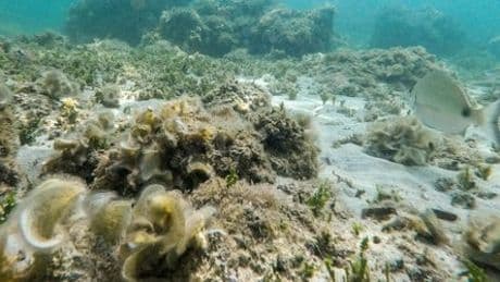 Hitzewellen: Wissenschaftler ergründen, warum sie oft im Mittelmeer entstehen