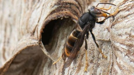 Imker in Sorge: Asiatische Hornisse breitet sich aus
