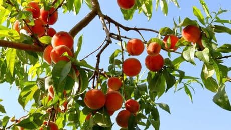 Enjoy 'delicious' peaches this summer as 'easy to grow' fruit tree plummets to half-price