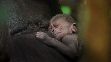 Prepare to cry over newborn gorilla in David Attenborough’s new BBC series
