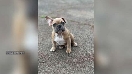 Cagnes-sur-Mer: des chiots du salon des animaux de compagnie tués par un virus