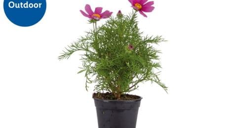 Lidl launches new garden plant range with flowers starting from £1.99.