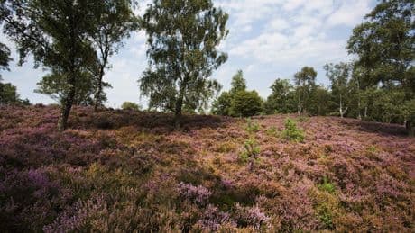 Wolf bijt hond en wordt verjaagd door wandelaars in natuurgebied Epe