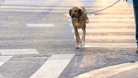 Heißer Asphalt: Mit dem 7-Sekunden-Trick schützen Sie die Pfoten Ihres Hundes