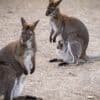Deux wallabies en cavale entre la France et la Belgique