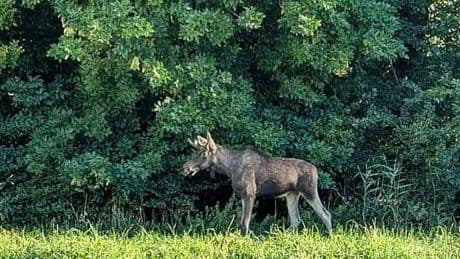 Elch legt Zugverkehr in Niederösterreich lahm