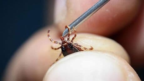 KKKA'dan nasıl korunulur? 17 bin 132 vaka görüldü, 819'u öldü! İşte kenelerle ilgili 10 soruya verilen cevap