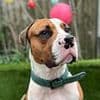 Police find remains of 37 dogs in raid on rescue centre after reports of 'animals going missing' as two men are arrested for fraud and cruelty
