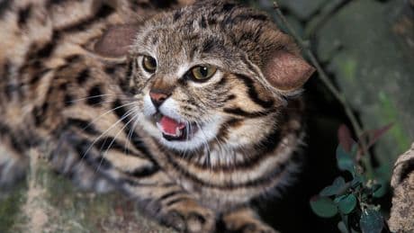 Gefährlichste Katze der Welt: So tödlich ist die Schwarzfußkatze