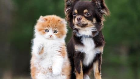 Online pet supply store Chewy faces class-action lawsuit and is accused of overcharging customers