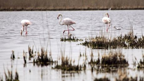 La justice condamne Radar Film à 50.000 euros d’amende pour la destruction de nids de flamants roses