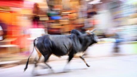 British expat gored in front of horrified crowd during bull run in Spain