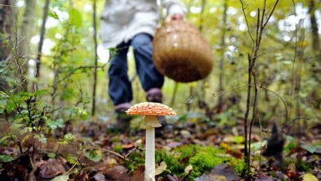 Australie : procès d'une habitante accusée de trois meurtres avec des champignons mortels