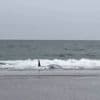 Twee spitssnuitdolfijnen aangespoeld in Heemskerk: 'Noordzee is te ondiep'