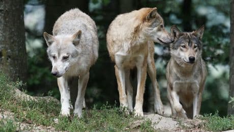 La última exigencia ecologista: prohibir la caza en Monfragüe y soltar lobos